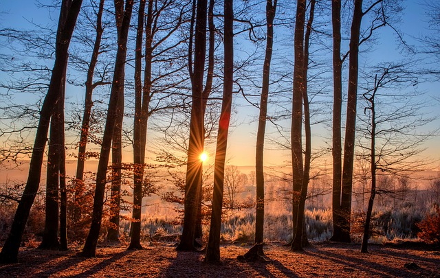 stromy v zimním lese, prosvítající slunce